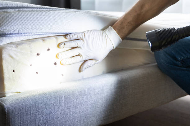 Best Flea Control Services  in Auburn, ME