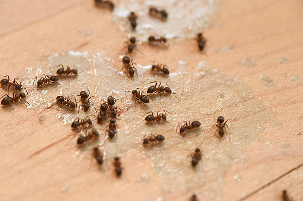 Best Best Pest Control Companies  in Auburn, ME