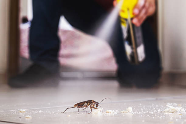 Best Local Pest Control Services  in Auburn, ME