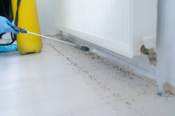 Best Ant Control Services  in Auburn, ME